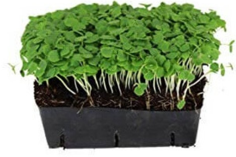 Basil Tulsi Microgreens 100 gms After Downloading Mobile app